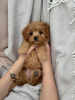 Photo №2 to announcement № 95525 for the sale of maltipu - buy in United States breeder