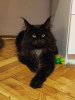 Photo №1. maine coon - for sale in the city of Нови Сад | Is free | Announcement № 114543