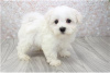 Photo №1. maltese dog - for sale in the city of Berlin | negotiated | Announcement № 115862