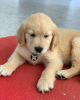 Photo №1. golden retriever - for sale in the city of Oslo | 475$ | Announcement № 77184