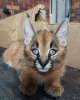 Photo №3. Good caracals cat for local adoption. Guadeloupe