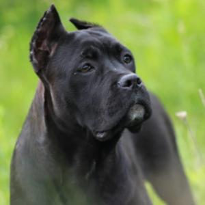 Photo №2 to announcement № 6760 for the sale of cane corso - buy in Ukraine from nursery