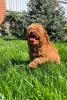 Photo №4. I will sell poodle (toy) in the city of Mataró. private announcement, breeder - price - 423$