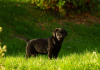 Photo №1. labrador retriever - for sale in the city of Бачка-Паланка | negotiated | Announcement № 123394