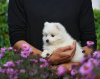 Photo №4. I will sell japanese spitz in the city of Almaty. private announcement, breeder - price - 2375$