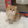 Photo №2 to announcement № 87574 for the sale of persian cat - buy in United States private announcement