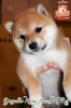 Photo №2 to announcement № 73353 for the sale of shiba inu - buy in Ukraine breeder
