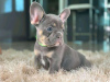 Photo №4. I will sell french bulldog in the city of Berlin.  - price - negotiated