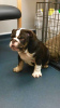 Photo №2 to announcement № 118108 for the sale of english bulldog - buy in Germany private announcement, breeder