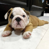 Photo №1. english bulldog - for sale in the city of Burgas | negotiated | Announcement № 104720