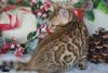 Photo №1. bengal cat - for sale in the city of Minsk | Is free | Announcement № 17929