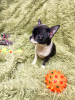 Additional photos: Selling CHIHUAHUA
