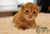 Photo №2 to announcement № 7905 for the sale of maine coon - buy in Russian Federation private announcement, from nursery, breeder