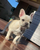 Photo №1. french bulldog - for sale in the city of Günzburg | 1057$ | Announcement № 110342