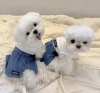 Photo №2 to announcement № 99740 for the sale of maltese dog - buy in Germany breeder
