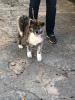 Photo №1. akita - for sale in the city of Benkovac | 1456$ | Announcement № 31545