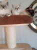 Photo №2 to announcement № 37124 for the sale of ragdoll - buy in United States private announcement