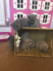 Photo №2 to announcement № 77792 for the sale of british shorthair - buy in Germany private announcement, from nursery, breeder