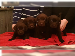 Photo №3. Labrador retriever puppy chocolate brown with papers Family dogs. Germany