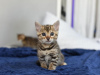 Photo №2 to announcement № 114890 for the sale of bengal cat - buy in United States private announcement