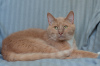 Photo №2 to announcement № 106731 for the sale of domestic cat - buy in Belarus 