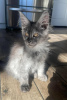 Photo №2 to announcement № 106953 for the sale of maine coon - buy in Germany private announcement