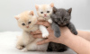 Photo №1. british shorthair - for sale in the city of Leipzig | 129$ | Announcement № 96921