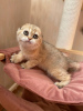 Photo №3. golden cat. Russian Federation