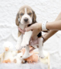Photo №2 to announcement № 99469 for the sale of beagle - buy in Germany private announcement, from nursery, from the shelter