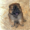 Photo №2 to announcement № 119887 for the sale of chow chow - buy in Slovenia private announcement