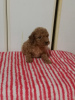 Photo №4. I will sell poodle (toy) in the city of Zrenjanin.  - price - negotiated