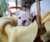 Photo №4. I will sell french bulldog in the city of Bremen. private announcement - price - 380$