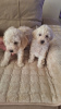 Photo №2 to announcement № 115022 for the sale of poodle (toy) - buy in Serbia 