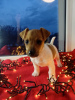 Additional photos: Jack Russell Terrier puppies