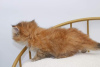 Photo №3. Very beautiful purebred golden ticked British Longhair girl . United States