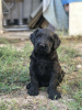 Additional photos: Giant Schnauzer puppies with pedigree (1 month)