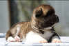 Photo №3. Akita puppies for adoption. United States