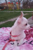 Photo №2 to announcement № 9863 for the sale of chihuahua - buy in Ukraine private announcement