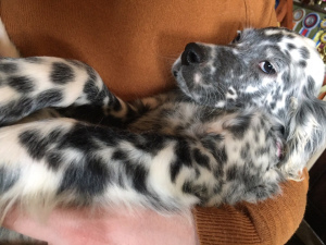 Photo №3. In the Allure Show kennel, English Setter puppies are for sale!. Russian Federation