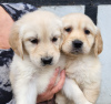 Photo №1. golden retriever - for sale in the city of Giessen | 423$ | Announcement № 90613