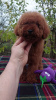 Photo №1. poodle (toy) - for sale in the city of Kiev | 1500$ | Announcement № 122126