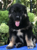 Photo №1. caucasian shepherd dog - for sale in the city of Sorrento | 634$ | Announcement № 111539