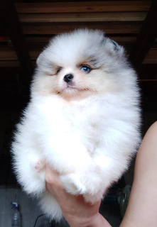 Photo №1. pomeranian - for sale in the city of Warsaw | 3244$ | Announcement № 6473