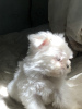 Photo №2 to announcement № 57849 for the sale of maltese dog - buy in Ukraine private announcement