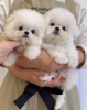 Photo №1. bichon frise - for sale in the city of Tampere | Is free | Announcement № 90715