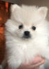 Photo №2 to announcement № 9379 for the sale of pomeranian - buy in Ukraine private announcement