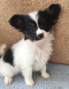 Photo №3. Cute Papillon puppies with Pedigree for adoption. Netherlands