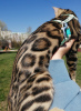 Photo №1. bengal cat - for sale in the city of Kazan | 613$ | Announcement № 10586