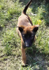 Photo №1. belgian shepherd - for sale in the city of Estancia | Is free | Announcement № 124692