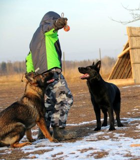 Photo №4. I will sell german shepherd in the city of Москва. from nursery, breeder - price - negotiated